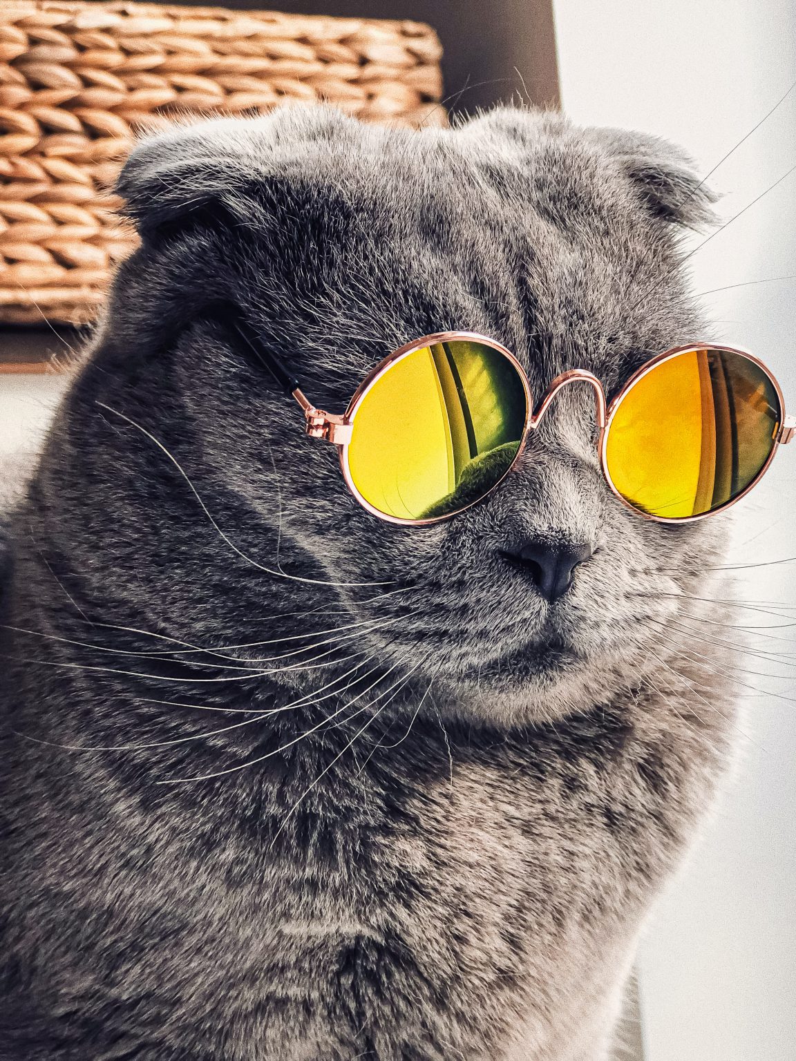 Kucing Pakai Kacamata Bulat