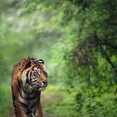 harimau sumatra