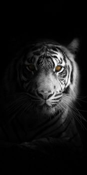 Wallpaper Harimau Putih