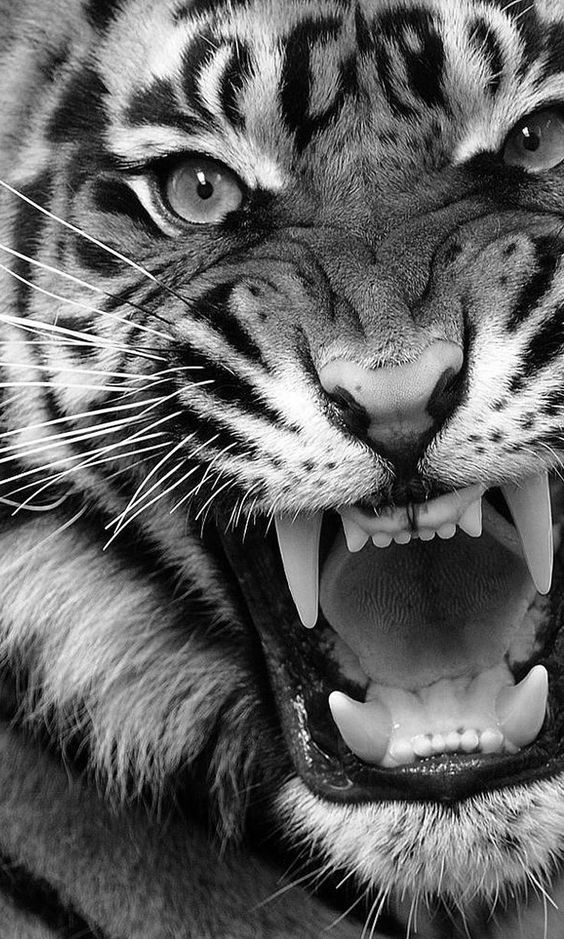 Wallpaper Harimau Putih Marah HD